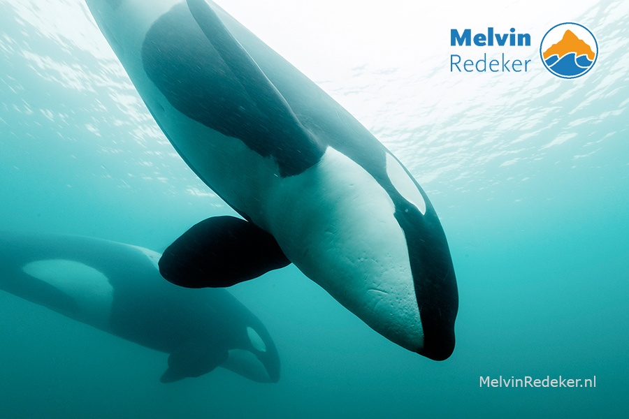 avonturier en onderwaterfotograaf Melvin Redeker stond Oog in oog met orka's in de Noordzee