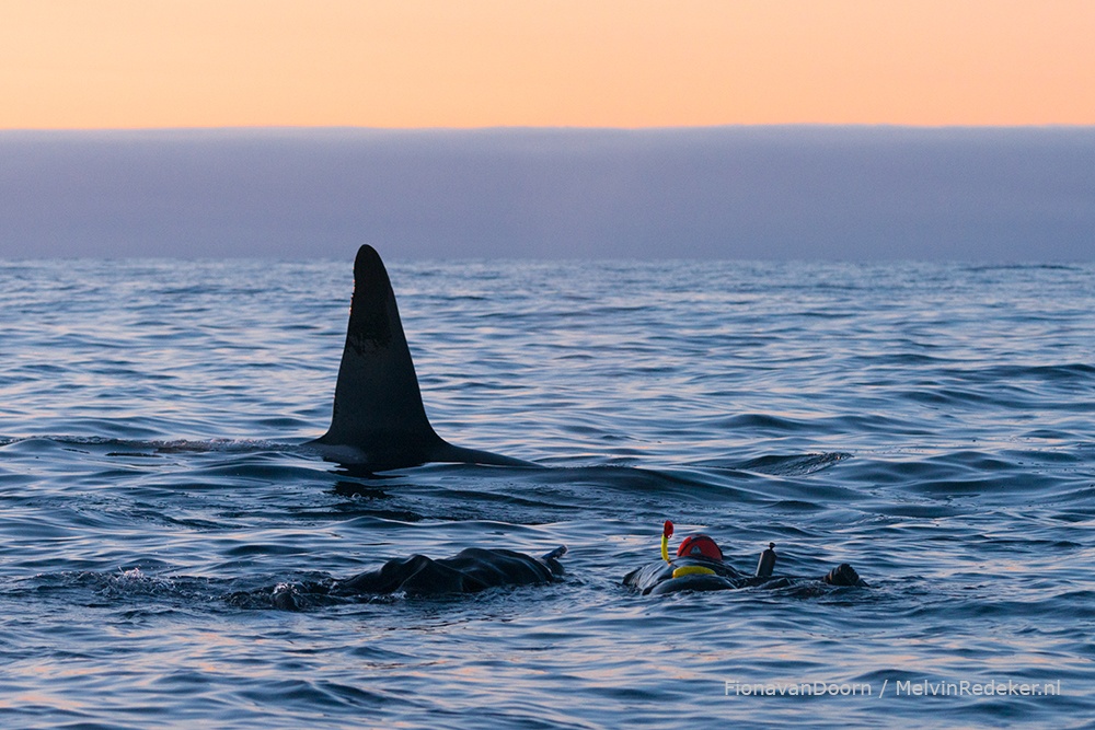 Spreker en avonturier Melvin aan het snorkelen met orka's